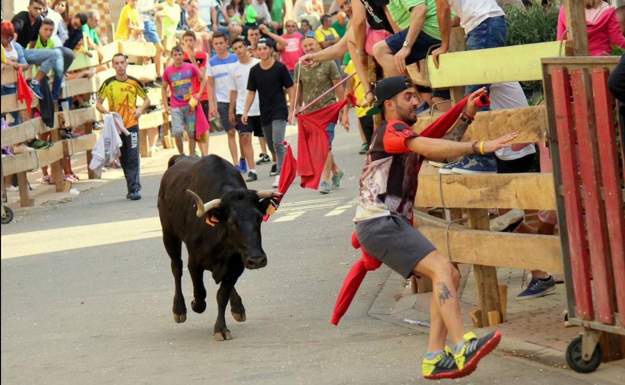 Un mozo trata de resguardarse en una talanquera durante los encierros de Torquemada en una imagen de archivo. 