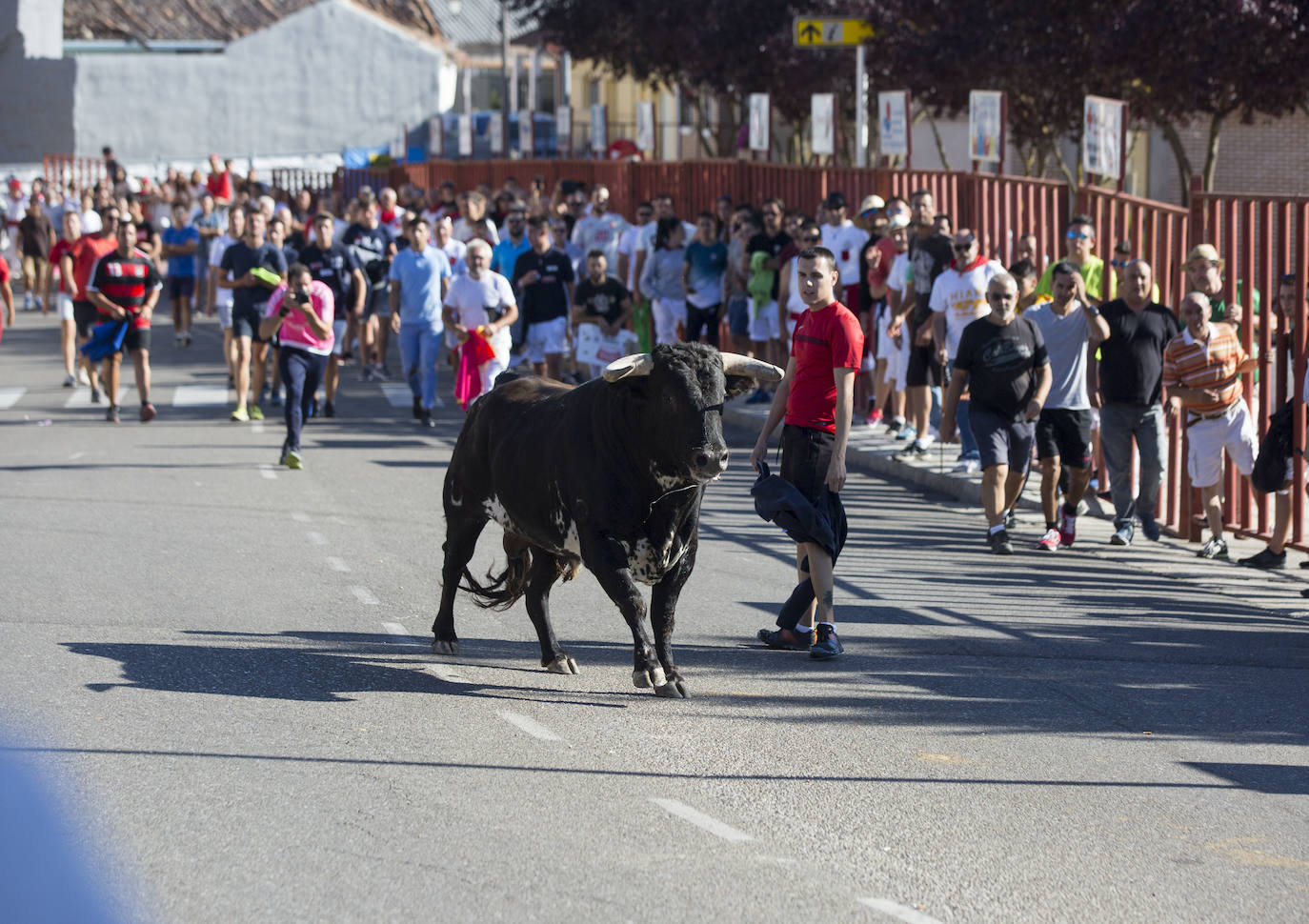 Fotos: Toro del Alba de Tudela de Duero