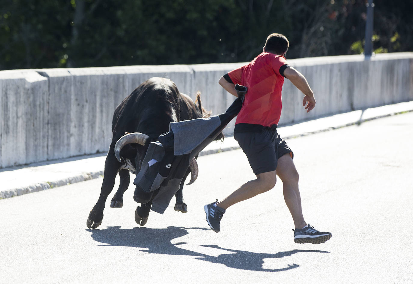 Fotos: Toro del Alba de Tudela de Duero