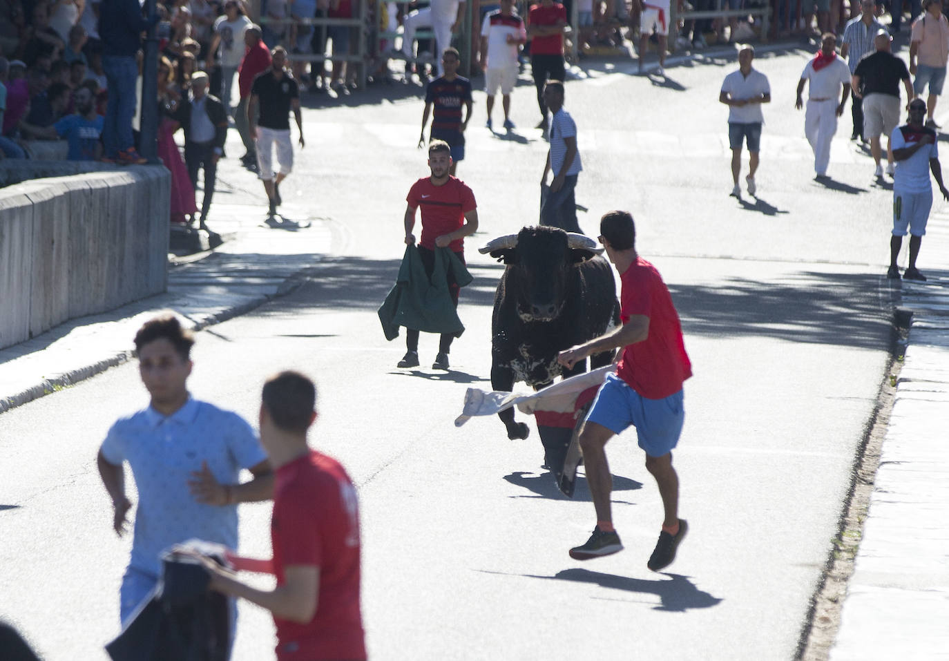 Fotos: Toro del Alba de Tudela de Duero