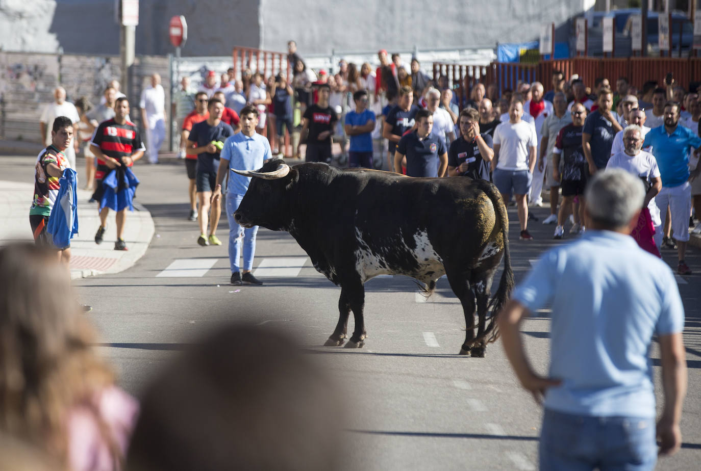 Fotos: Toro del Alba de Tudela de Duero