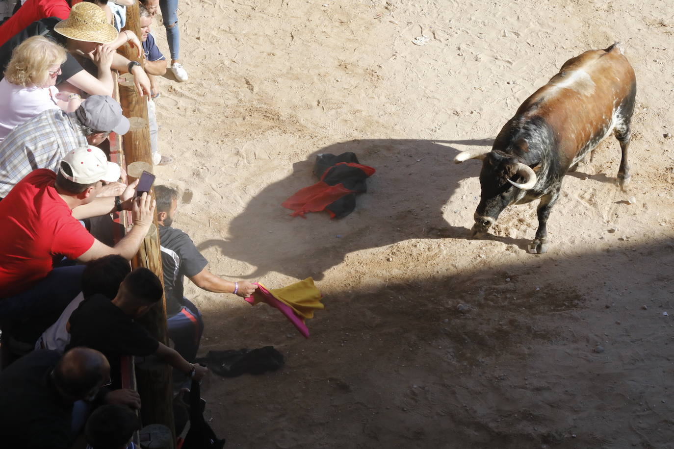 Esta mañana se ha celebrado el primer encierro de las fiestas de la localidad vallisoletana, seguido de tradicional capea. En este primer enchiqueramiento han participado seis toros acompañados de un grupo de mansos.