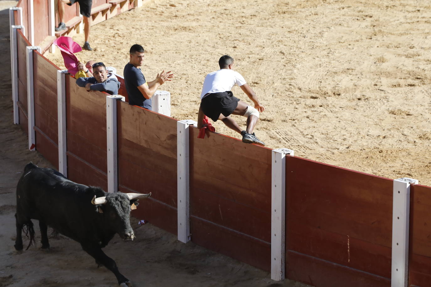 Fotos: Segundo encierro y capea matinal en Peñafiel