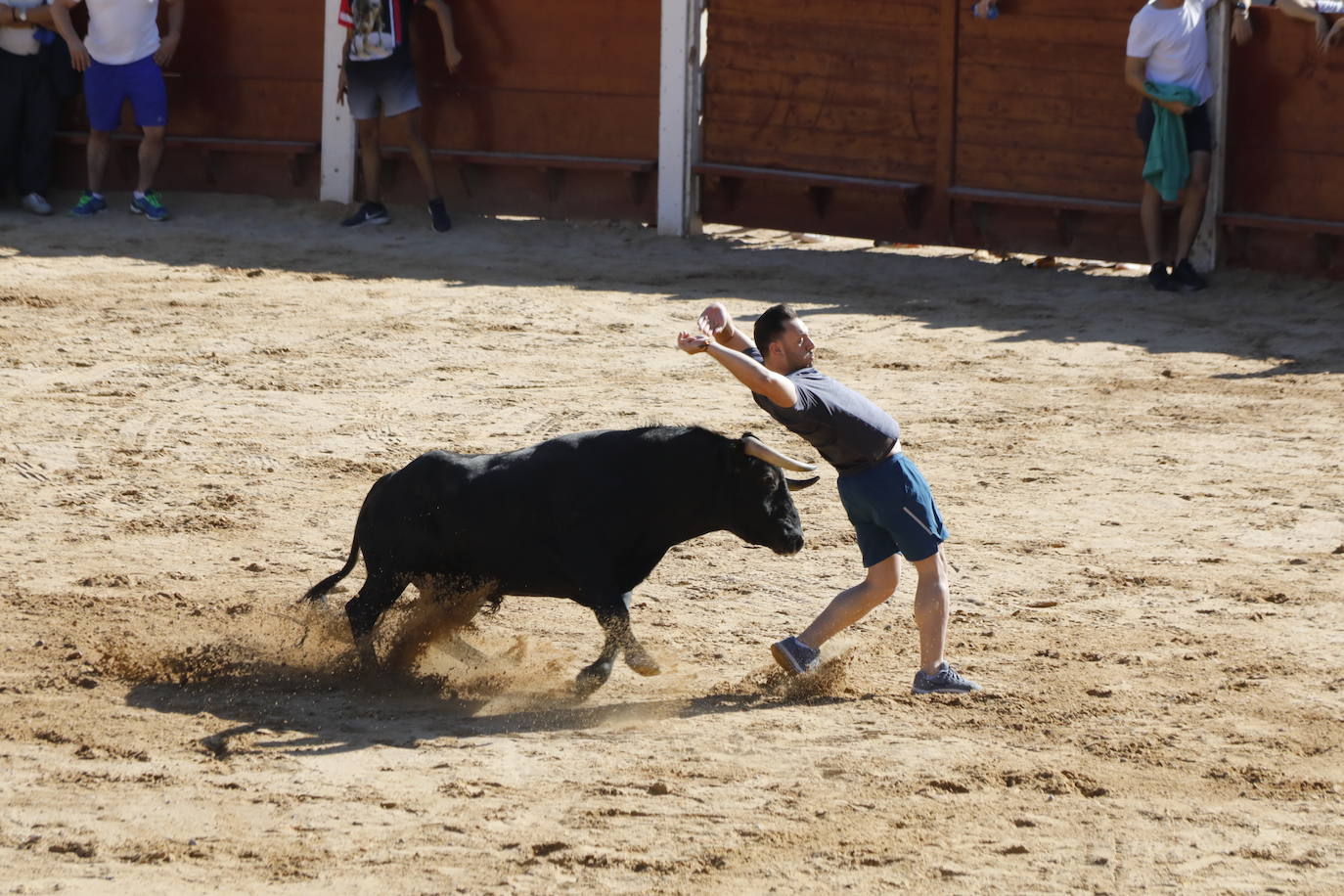 Fotos: Segundo encierro y capea matinal en Peñafiel