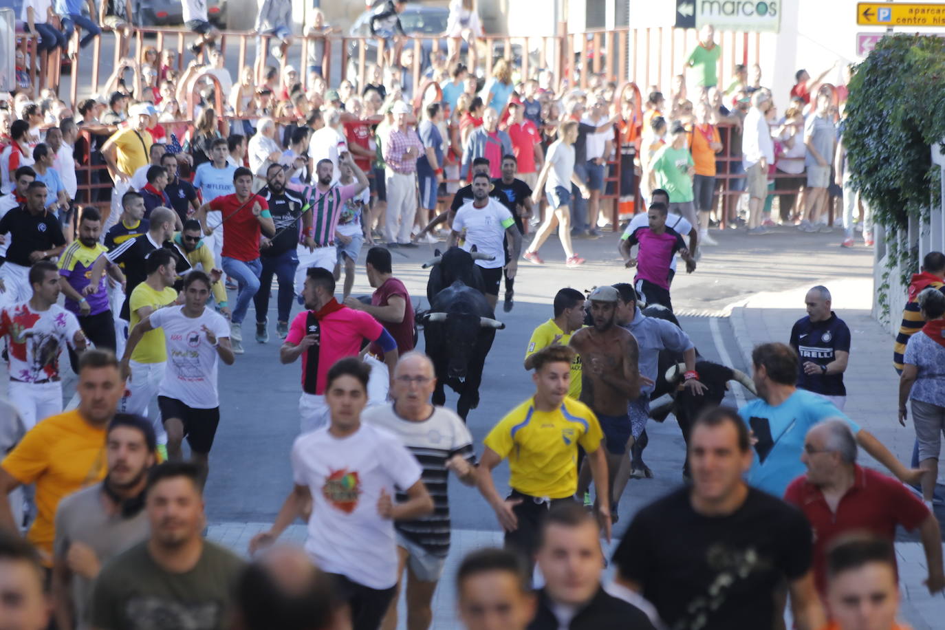 Fotos: Segundo encierro y capea matinal en Peñafiel