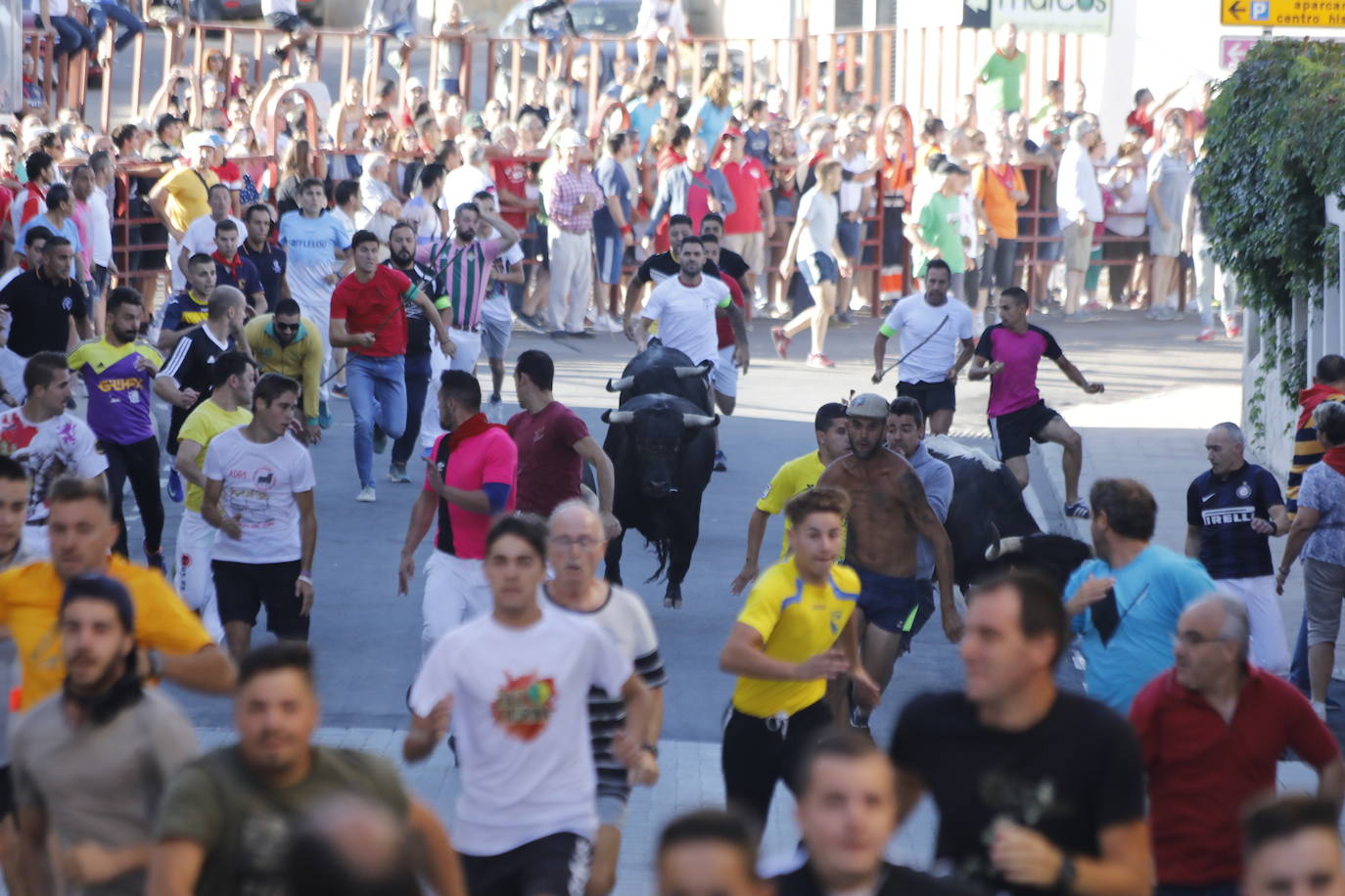 Fotos: Segundo encierro y capea matinal en Peñafiel