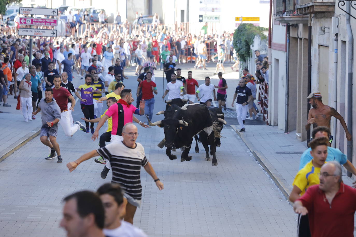 Fotos: Segundo encierro y capea matinal en Peñafiel