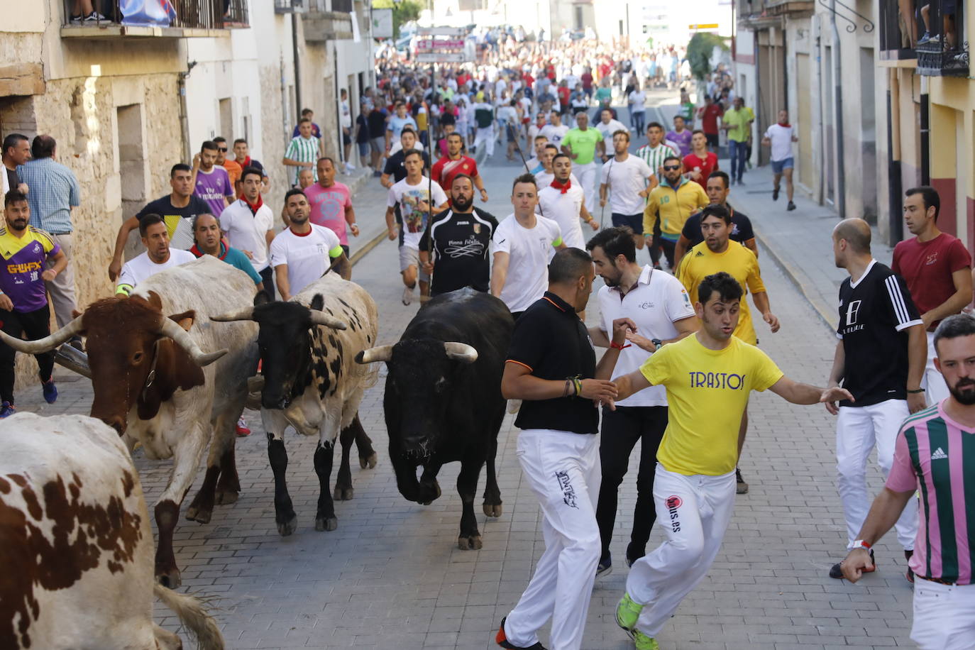 Fotos: Segundo encierro y capea matinal en Peñafiel