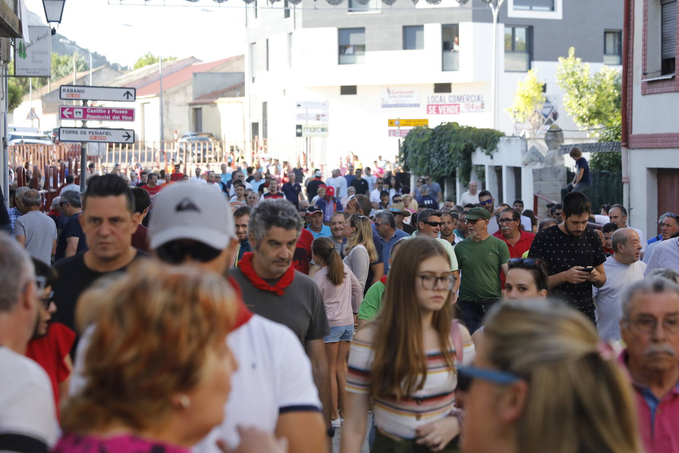 Fotos: Segundo encierro y capea matinal en Peñafiel