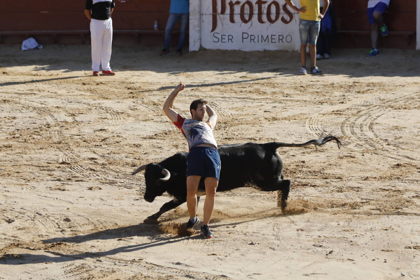 Fotos: Segundo encierro y capea matinal en Peñafiel