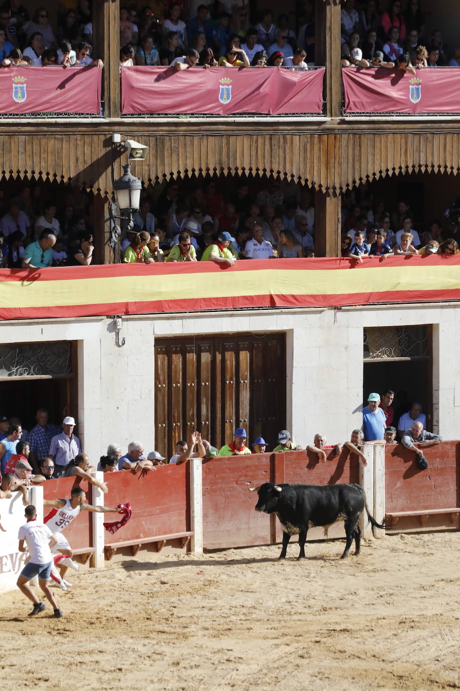 Fotos: Segundo encierro y capea matinal en Peñafiel