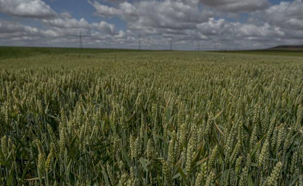 Tierra de cultivo de Castilla y León 