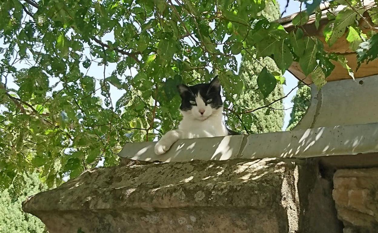 Uno de los gatos que frecuenta el cementerio San Carlos Borromeo.