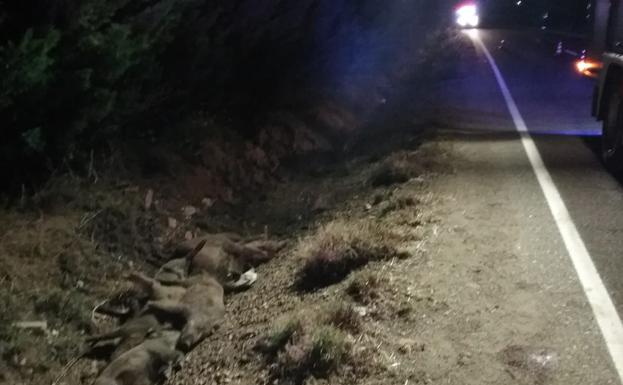 Los jabalíes, en la cuneta de la carretera vieja de Villamuriel.