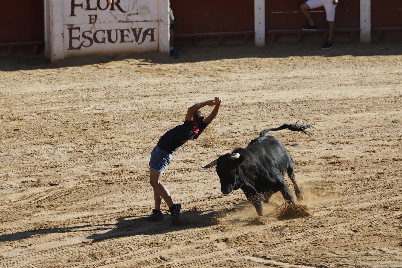 Fotos: Encierro y capea matutina del sábado en Peñafiel