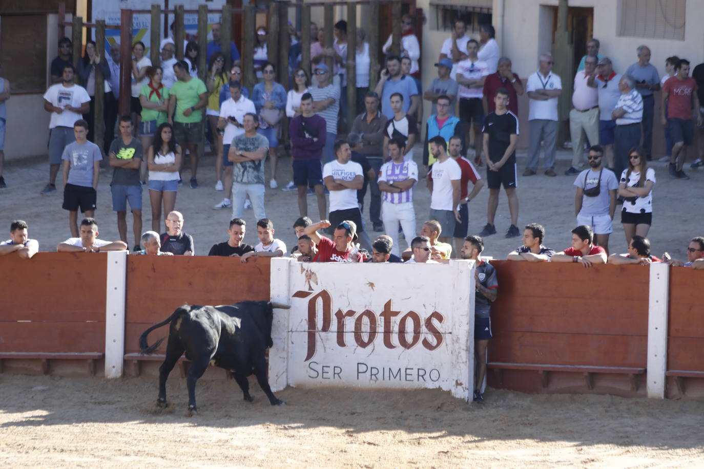 Fotos: Encierro y capea matutina del sábado en Peñafiel