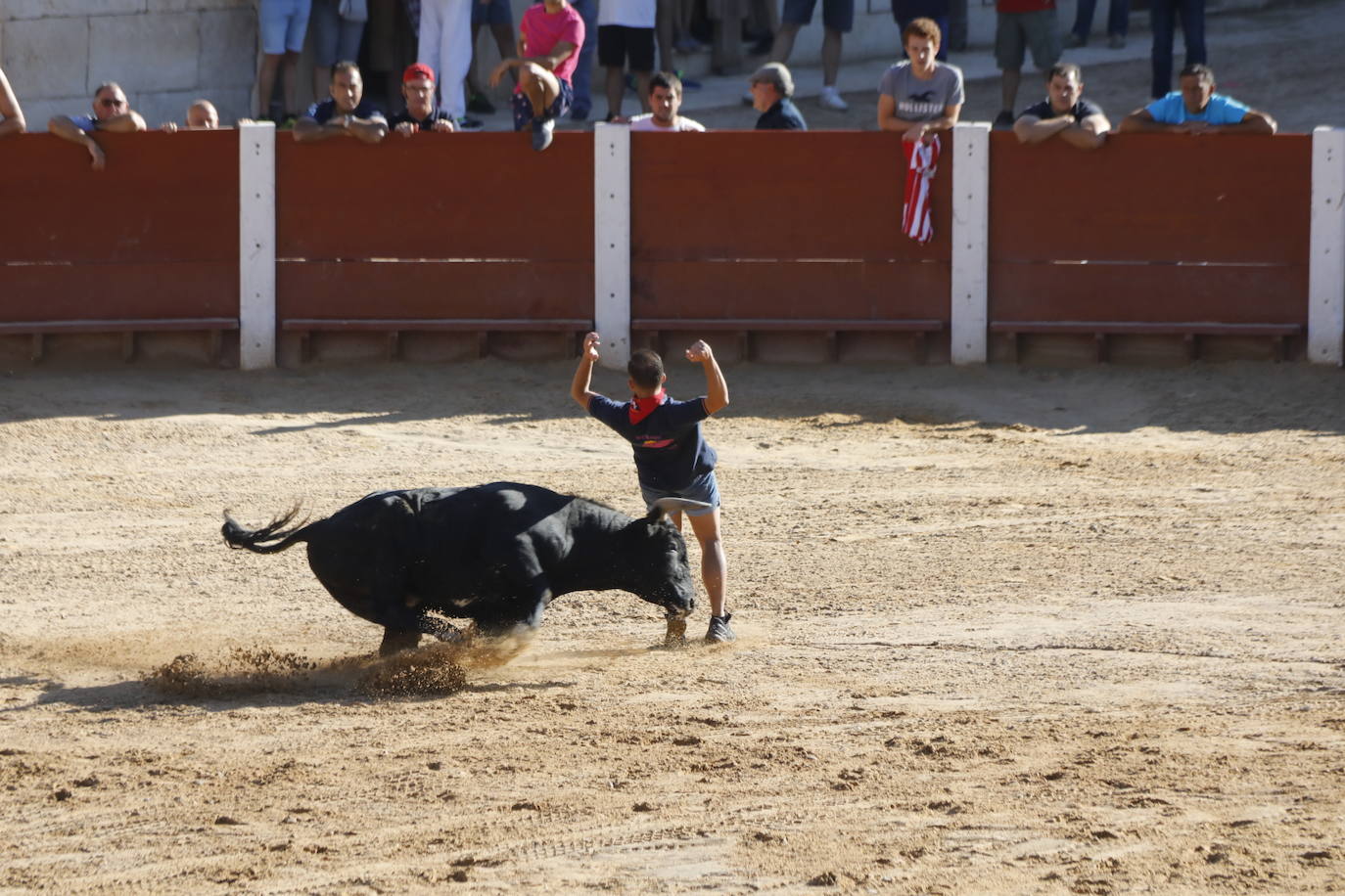 Fotos: Encierro y capea matutina del sábado en Peñafiel