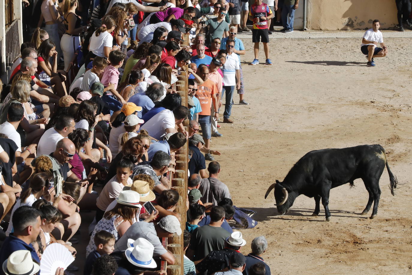 Fotos: Encierro y capea matutina del sábado en Peñafiel