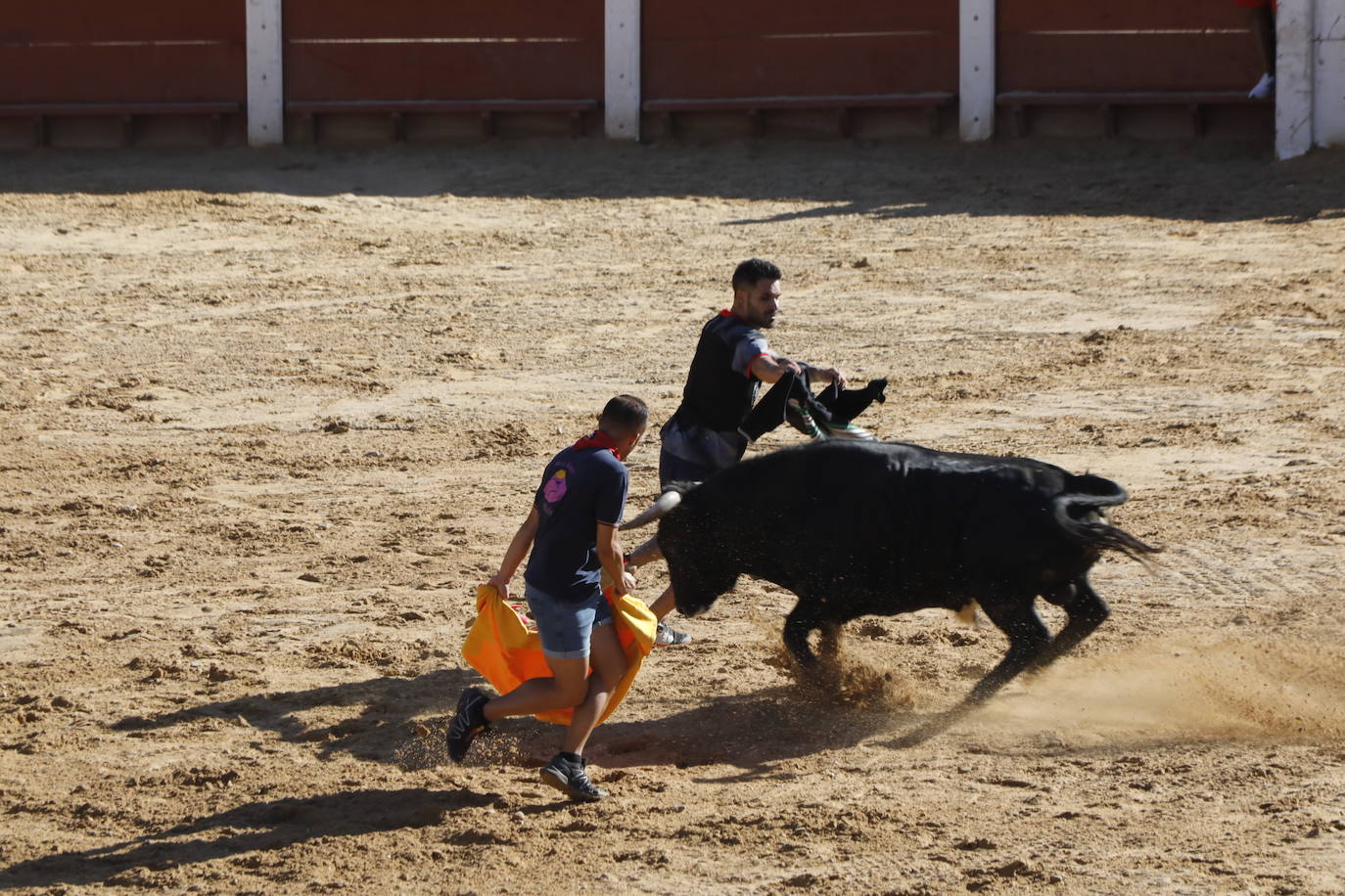 Fotos: Encierro y capea matutina del sábado en Peñafiel