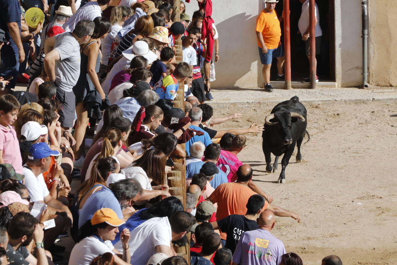 Fotos: Encierro y capea matutina del sábado en Peñafiel