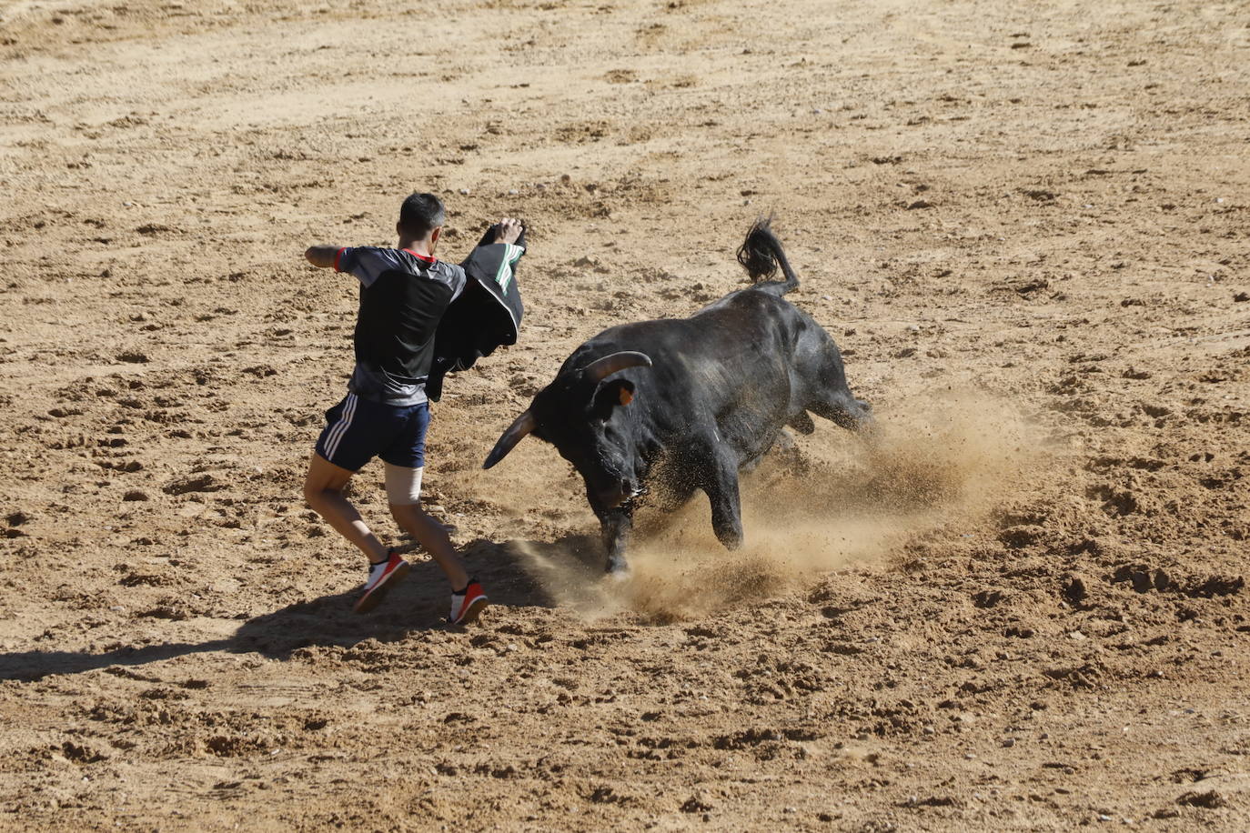 Fotos: Encierro y capea matutina del sábado en Peñafiel