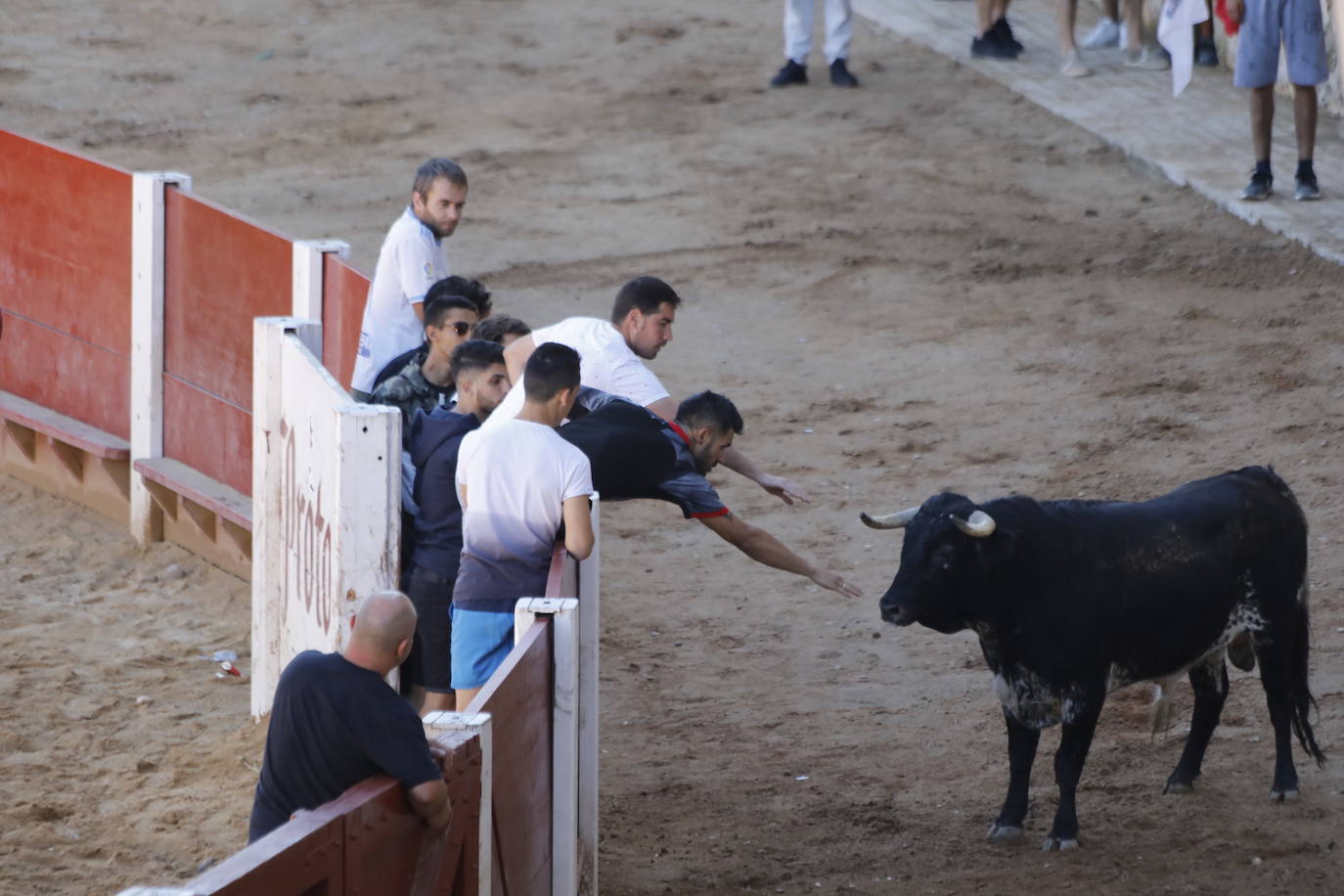 Fotos: Encierro y capea matutina del sábado en Peñafiel