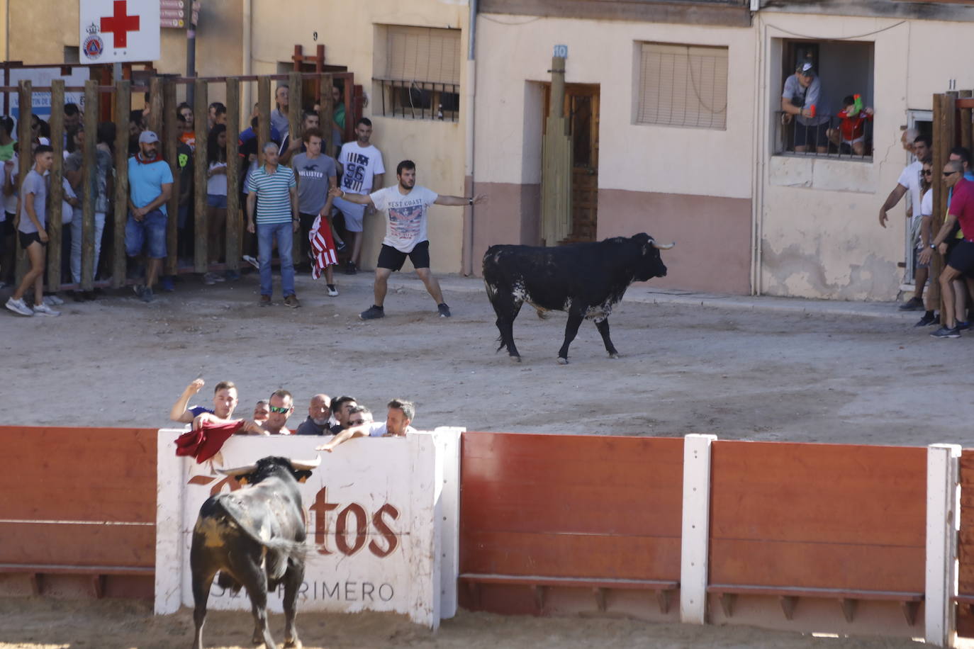 Fotos: Encierro y capea matutina del sábado en Peñafiel