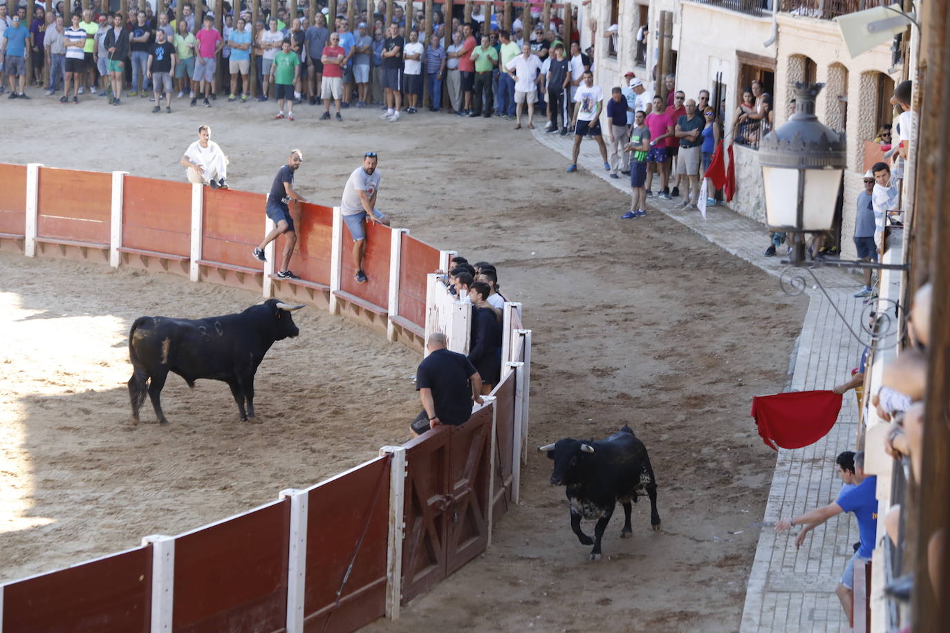 Fotos: Encierro y capea matutina del sábado en Peñafiel