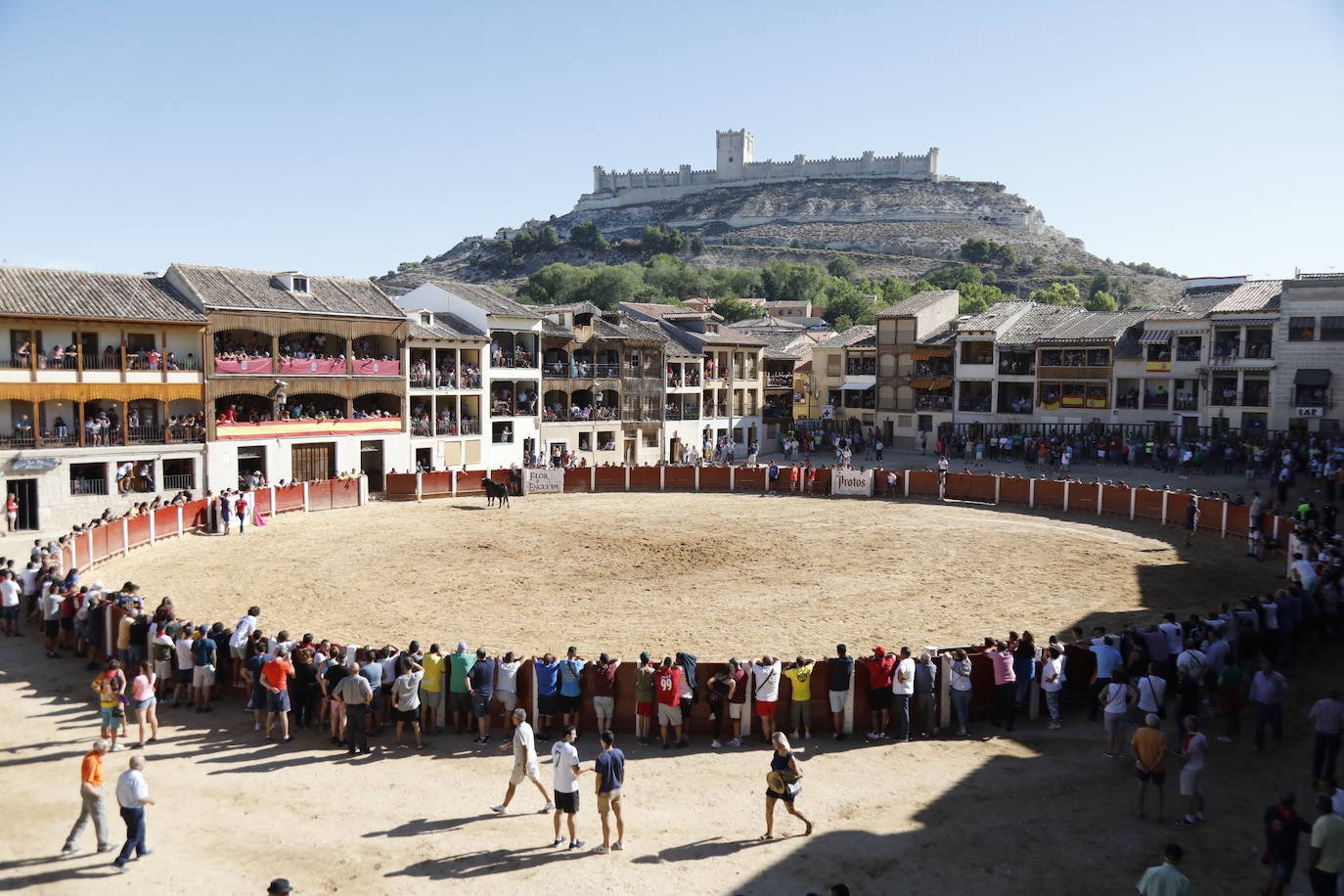 Fotos: Encierro y capea matutina del sábado en Peñafiel