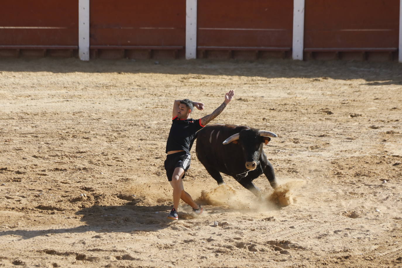 Fotos: Encierro y capea del domingo en Peñafiel