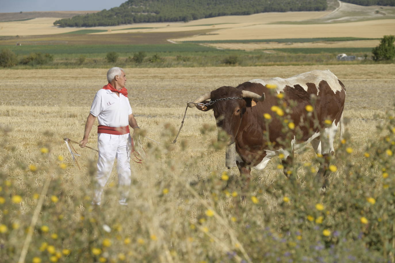 Fotos: Transhumancia de bueyes en Tudela de Duero