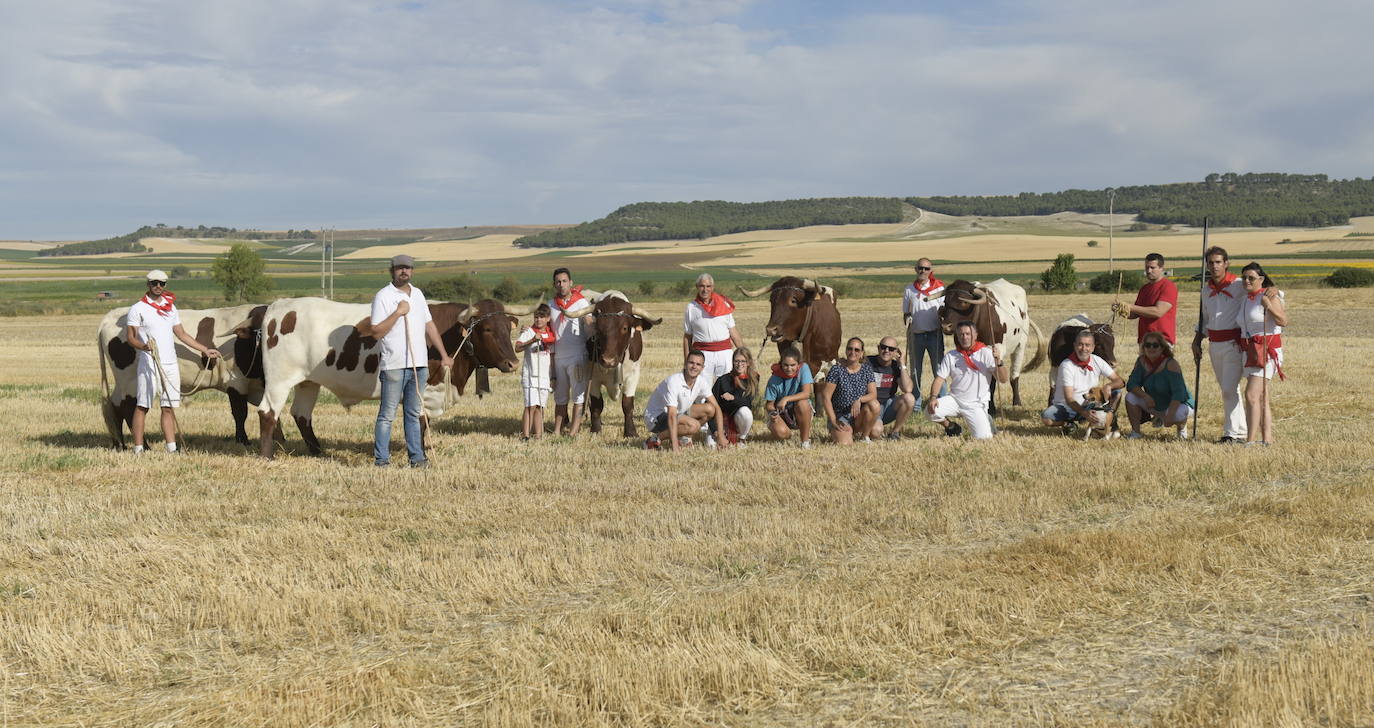 Fotos: Transhumancia de bueyes en Tudela de Duero