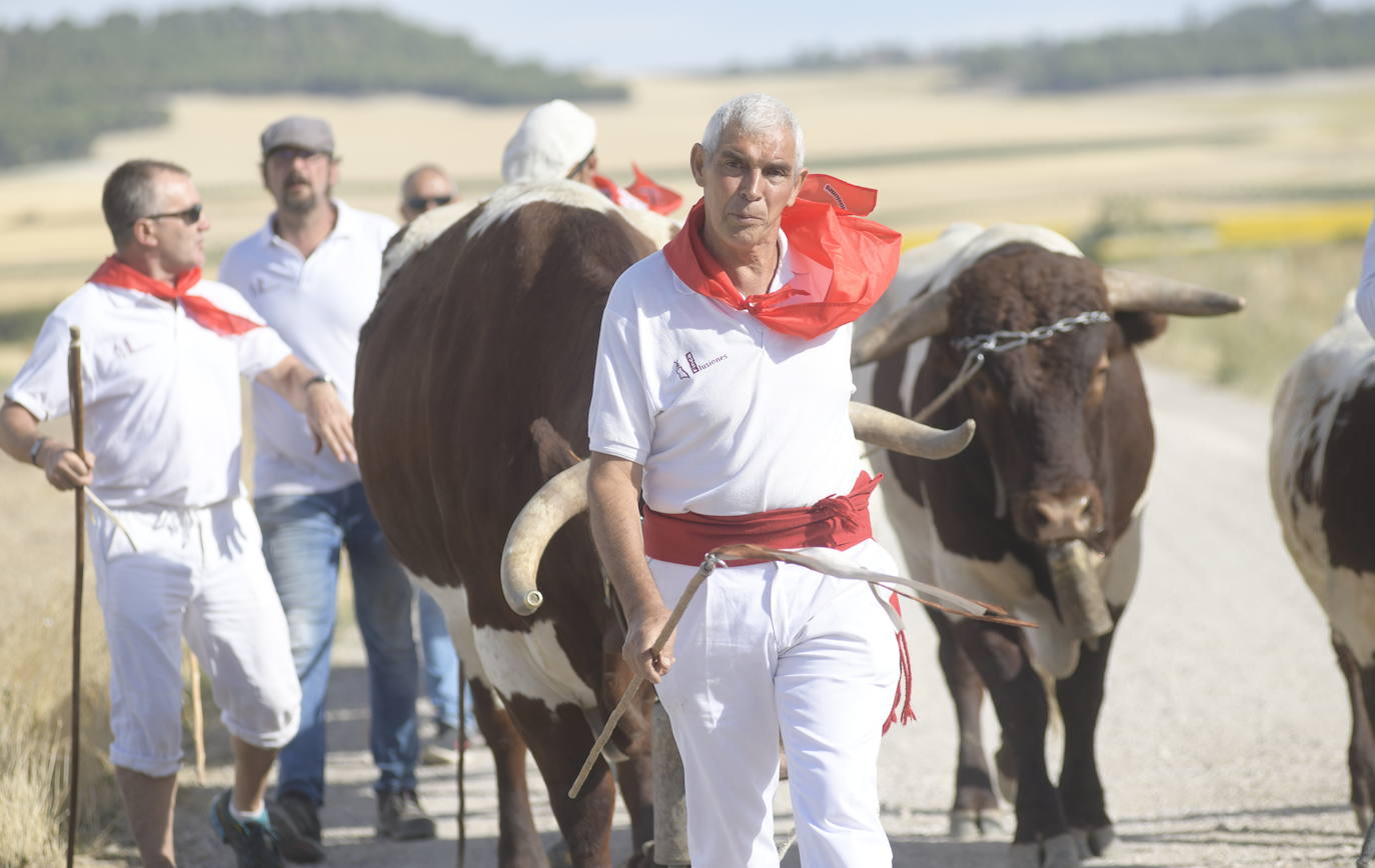 Fotos: Transhumancia de bueyes en Tudela de Duero