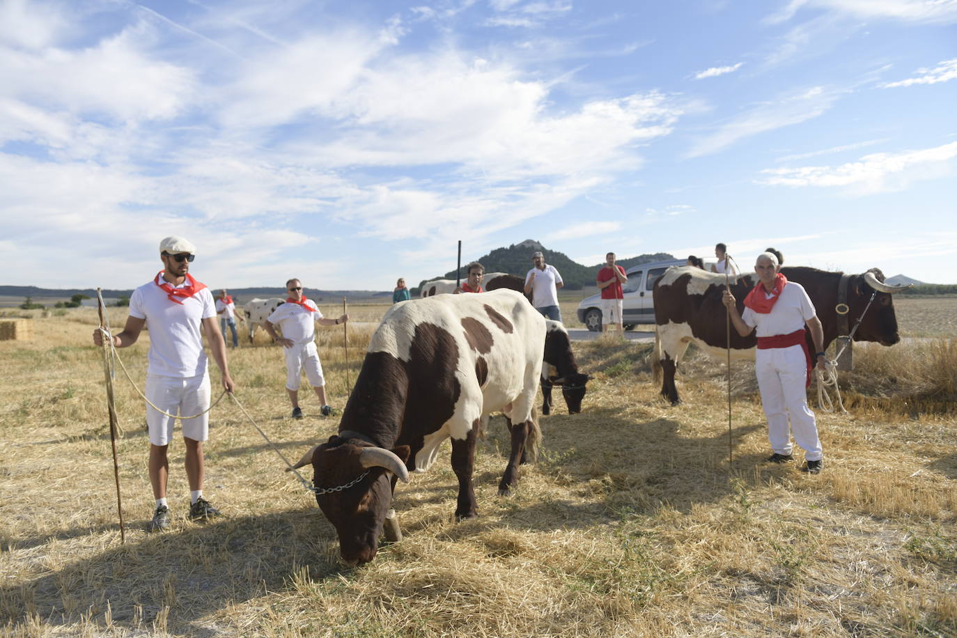 Fotos: Transhumancia de bueyes en Tudela de Duero