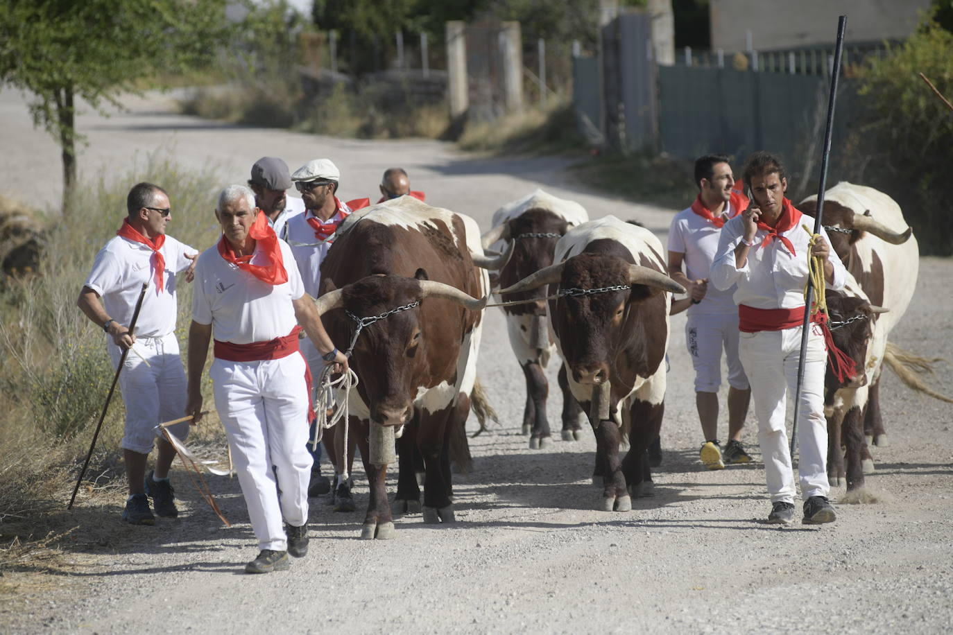 Fotos: Transhumancia de bueyes en Tudela de Duero