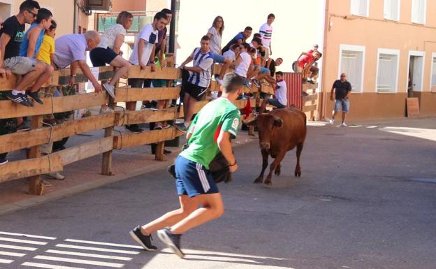 Un joven cita a una vaquilla.