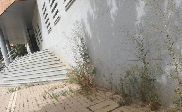 Malas hierbas en el acceso a la facultad de Filosofía y Letras. 