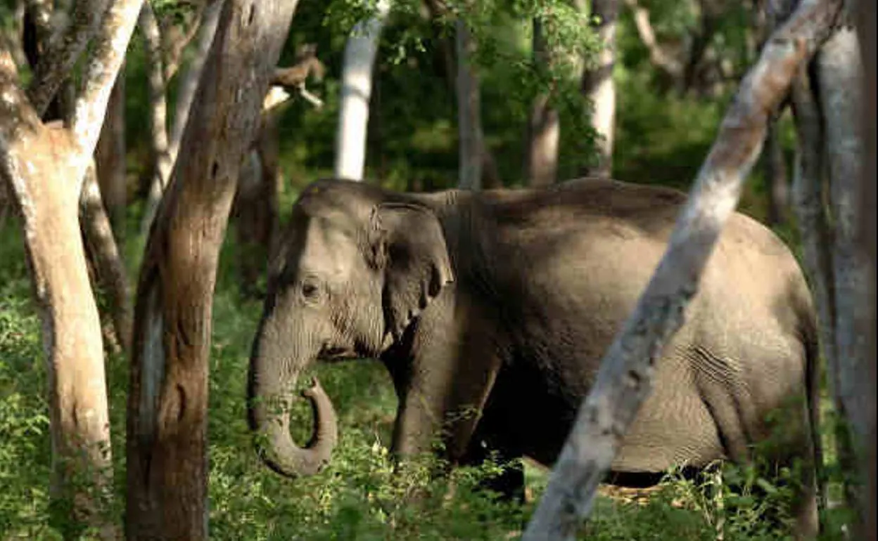 Un elefante camina en el Parque Nacional Bandipur, en la India