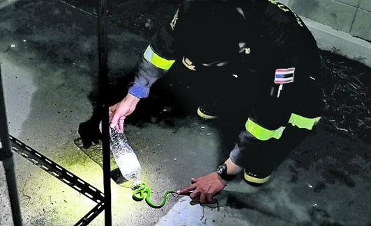 Recogiendo un reptil.