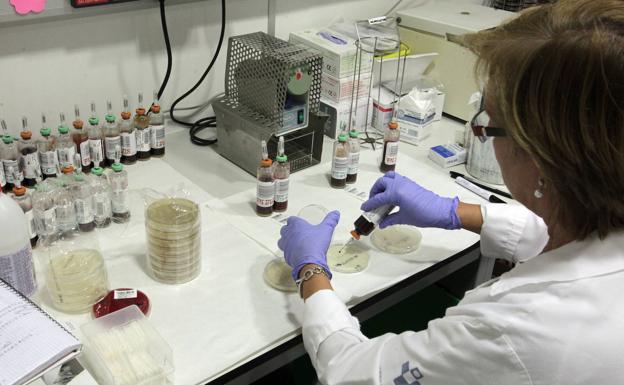 Técnicos de laboratorio de microbiología trabajan con muestras de hemocultivos de listeria 