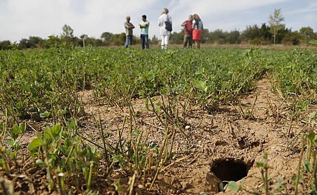 Huras de los topillos en un campo en Herrera de Pisuerga. 
