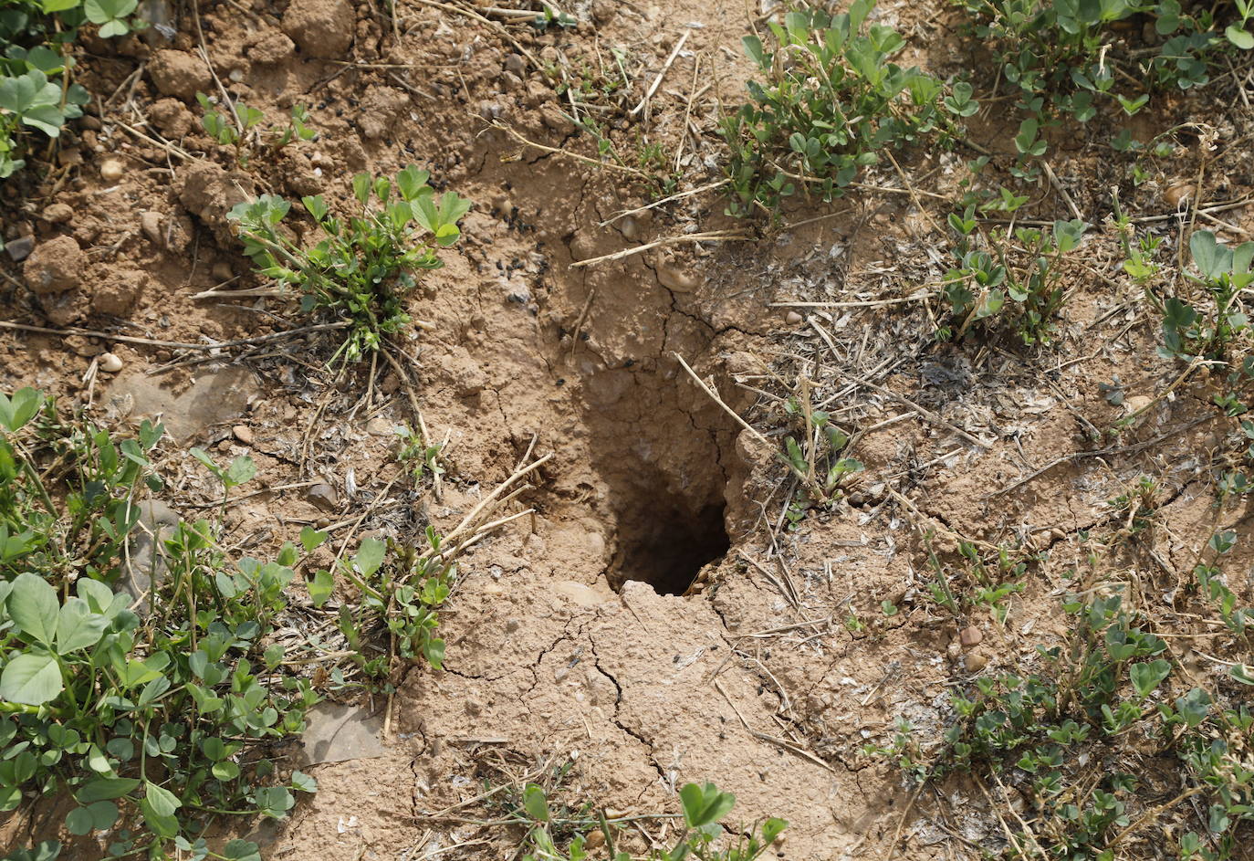 Hura en un campo de cultivo de Herrera de Pisuerga. 