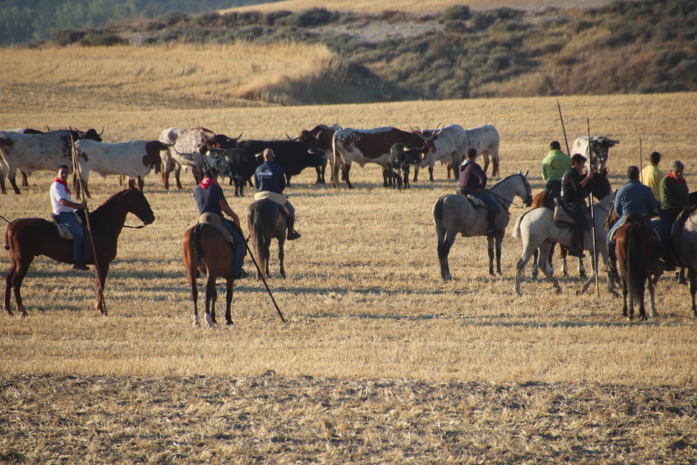 Fotos: Cuarto encierro de Cuéllar