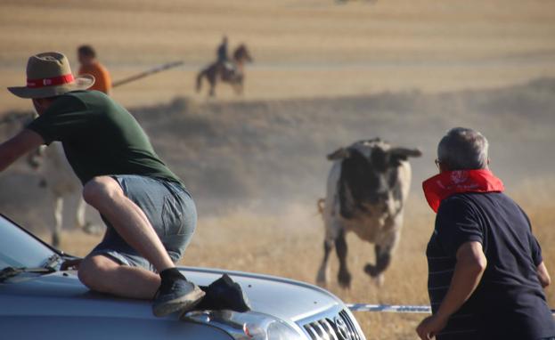 Un astado se dirige a un vehículo en la zona de El Embudo. 