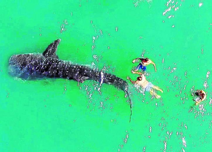 Unos turistas nadan junto a un ejemplar más pequeño en el Mar de Cortés, en Baja California.