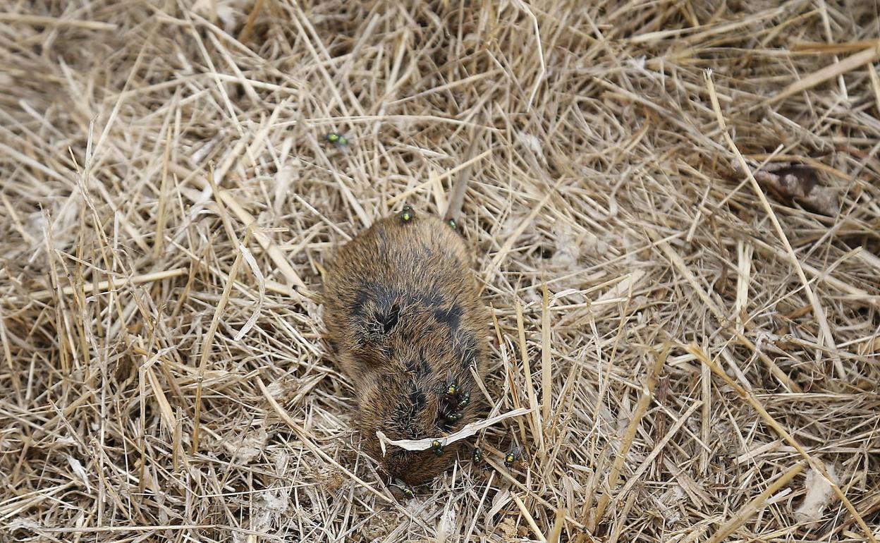 Topillo muerto en un cultivo de la provincia de Palencia.