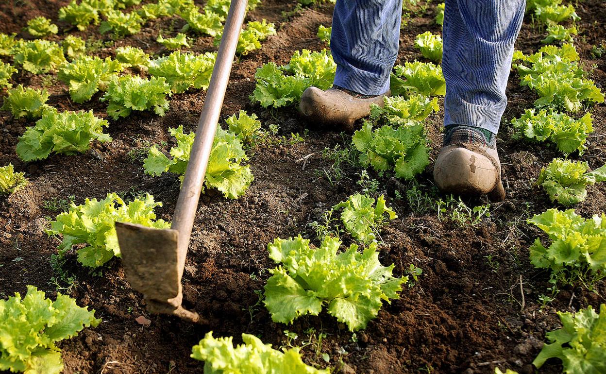 Un agricultor trabaja la tierra de un huerto con una azada.