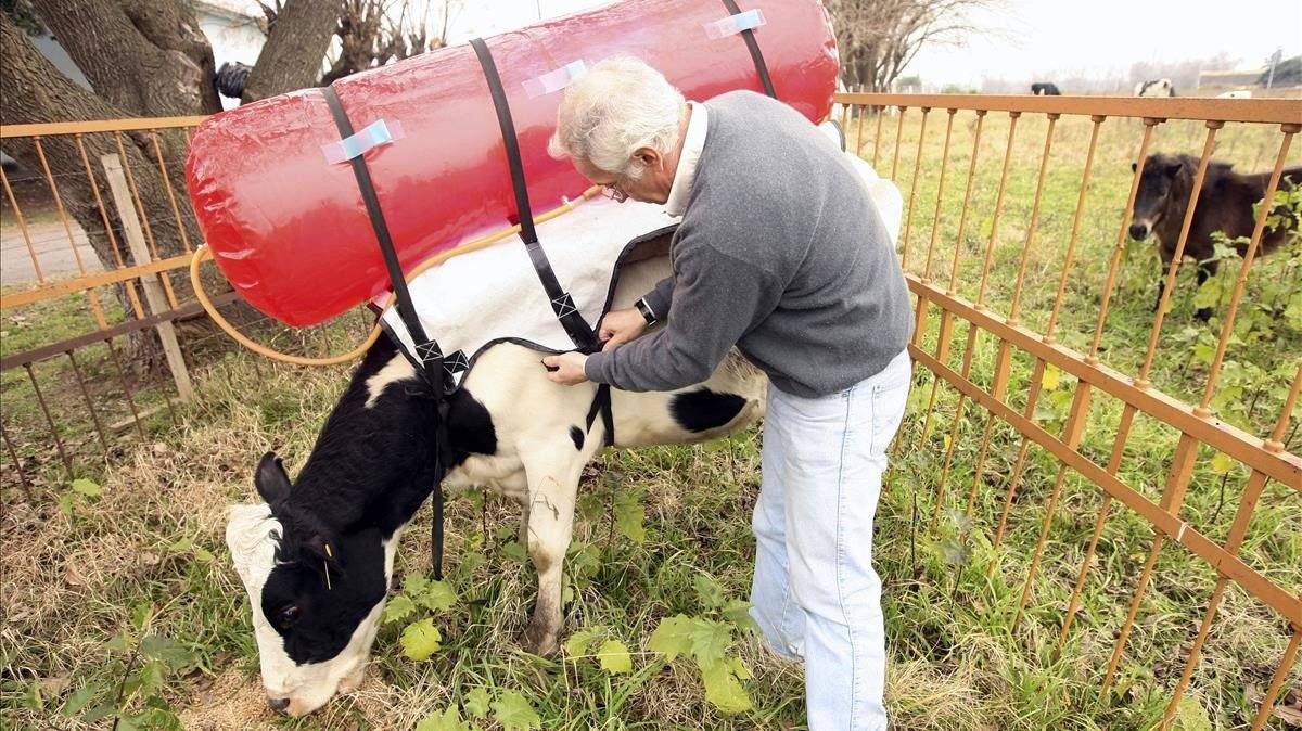 Guillermo Berra, responsable del proyecto, ajusta las cinchas a una de sus vacas mochileras