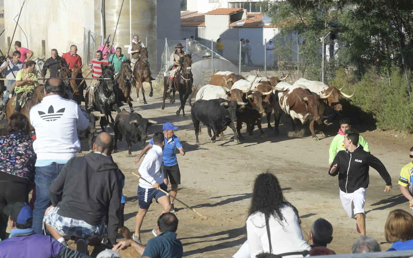 Fotos: Segundo encierro en Medina del Campo