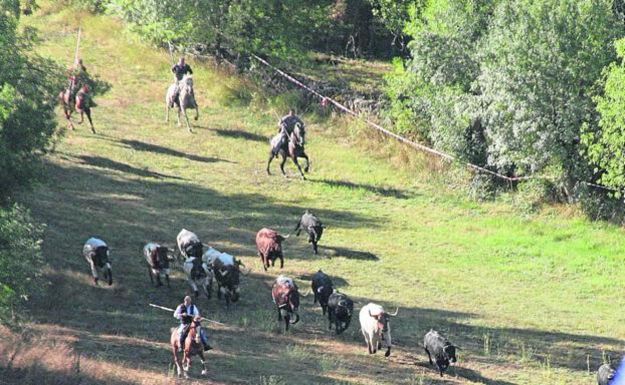 El encierro por el campo en Pedraza, desde el pueblo. 